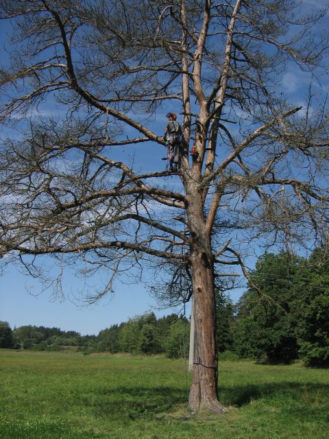 Konec Myathanovy borovice